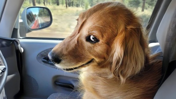 Funny Dog